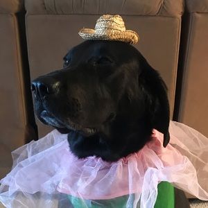 Meet your Posher, Kaylan